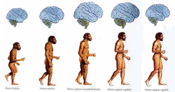 brain-shrinking-humans