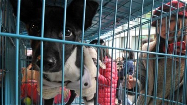 A caged stray dog waits to be adopted during an event in Taipei on Jan. 6, 2013. File photo via AFP.