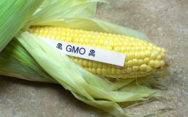 gmocorn 265x165 Citizens Call for GMO Labeling in Washington   The Movement Continues
